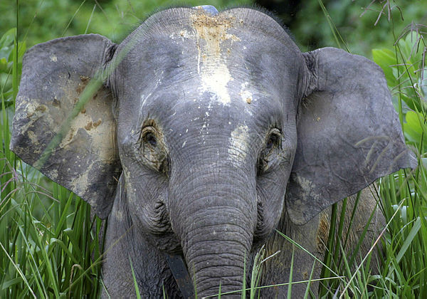 In this June 2005 handout photograph released on April 17 2008 by the World Wildlife Fund (WWF), a Bornean pygmy elephant calf is seen in the Danum Valley Conservation Area of eastern Borneo state of Sabah — AFP