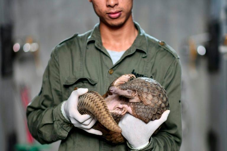 Head keeper Tran Van Truong gently takes a curled-up pangolin into his arms, comforting the shy creature rescued months earlier from traffickers in Vietnam. — AFP