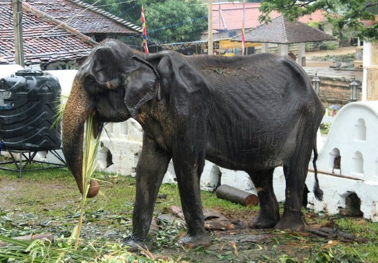 Wildlife authorities are investigating how the emaciated 70-year-old elephant was forced to take part in a parade. — AFP