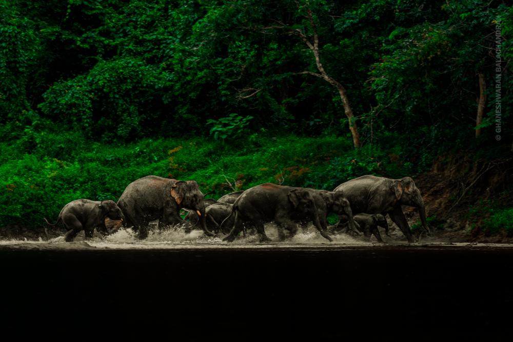 $!A herd of wild Asian elephants crossing the river.