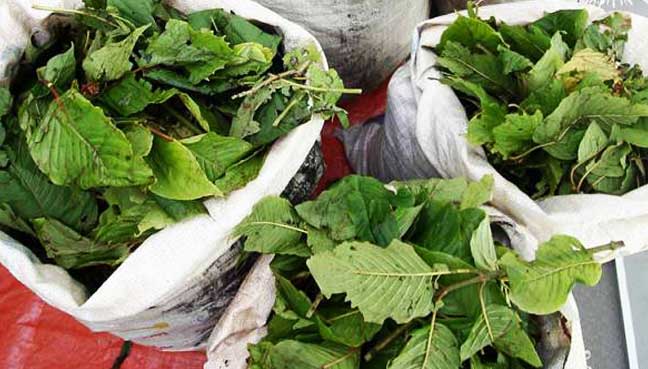 Police nab two men with 600kg ketum leaves worth RM18,000