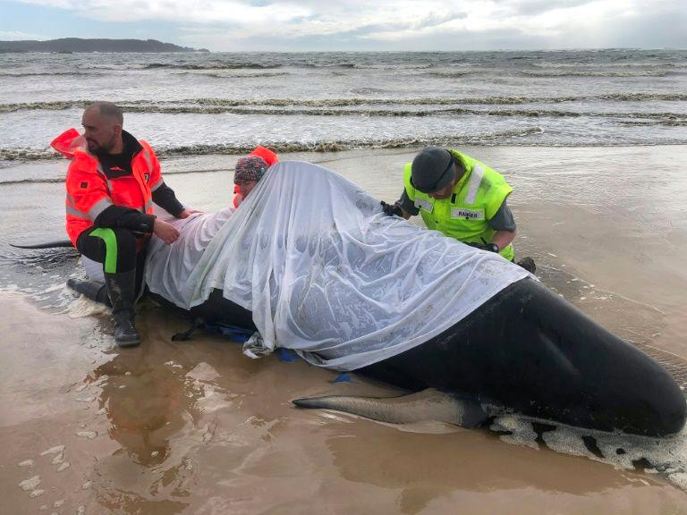 At least 380 whales have died in a mass stranding in southern Australia with rescuers managing to free just a few dozen survivors. — AFP