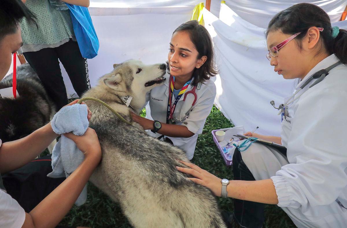 Kalaivanan proposed starting small with pilot projects in hospitals and rehabilitation centres, working alongside NGOs and certified therapy-animal handlers. - theSun