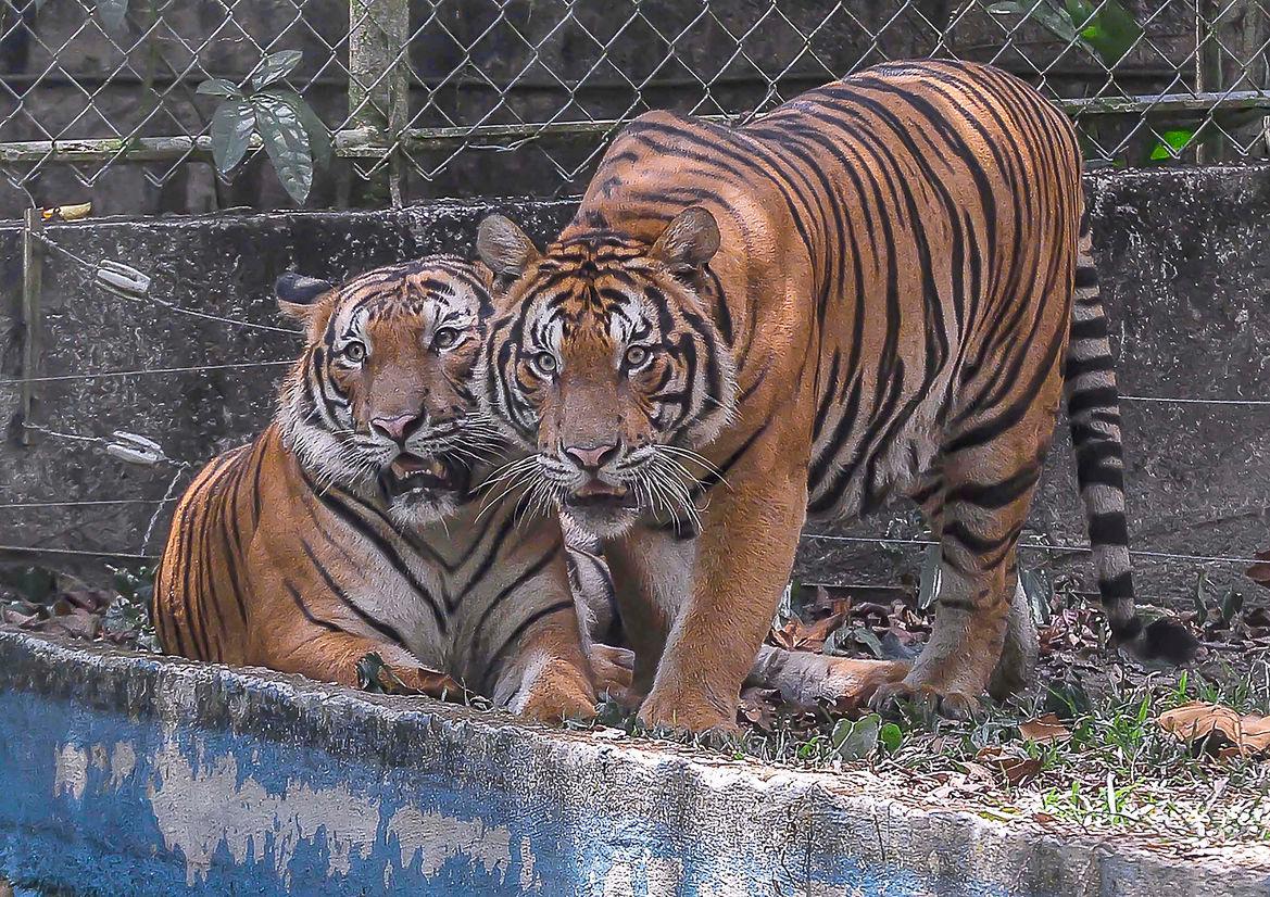 Wildlife such as the orangutans and tigers are under threat due to deforestation and unsustainable development, said WWF-Malaysia. – ADIB RAWI YAHYA/THESUN