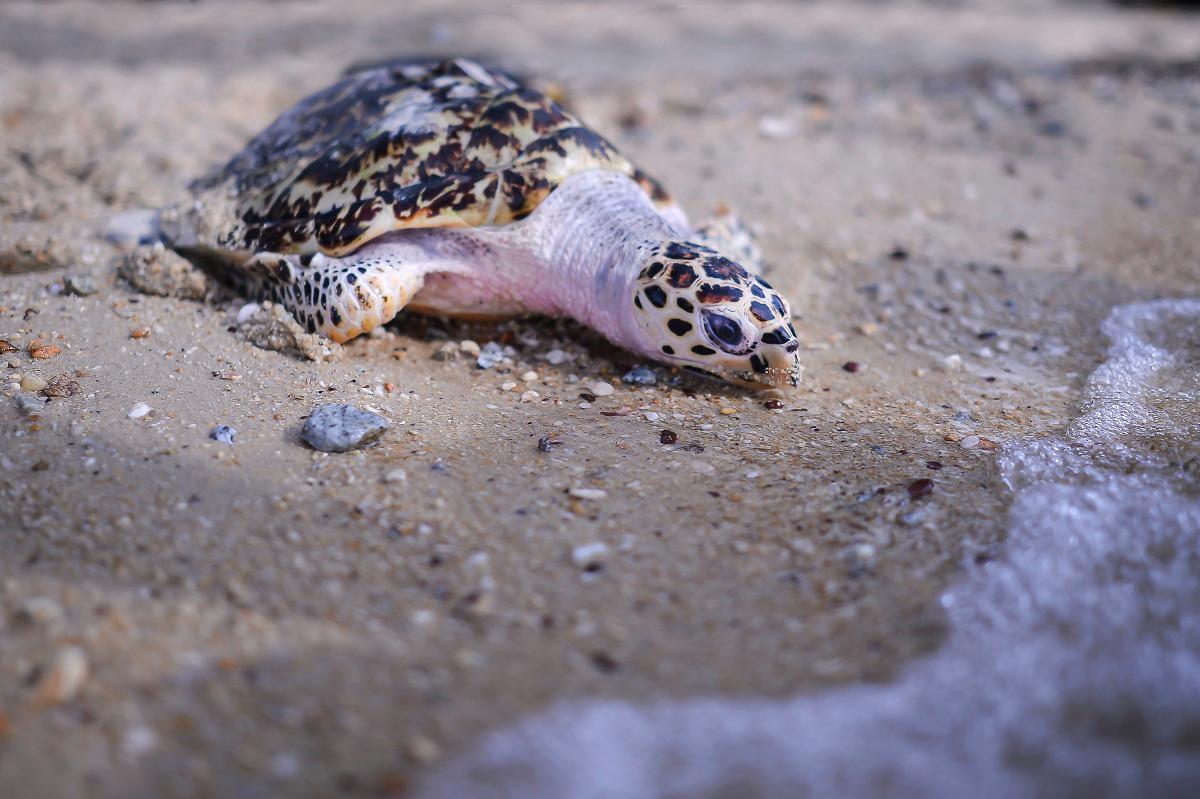 Quilter said rising sand temperatures affect the gender of hatchlings. Since sea turtle gender is temperature-sensitive, warmer sands produce more females. – ADIB RAWI YAHYA/THESUN