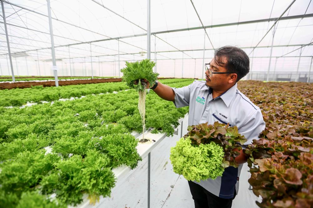 $!Berjaya Hills Resort’s Head of Horticulture, Ku Ahmad Fasbir Ku Talib, manages the vibrant greenery at the resort’s greenhouse.