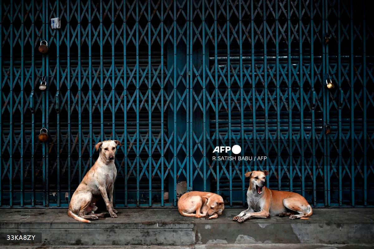 Stray dogs take shelter at a closed shop along a street, as it rains in Chennai on June 19, 2023. - AFP