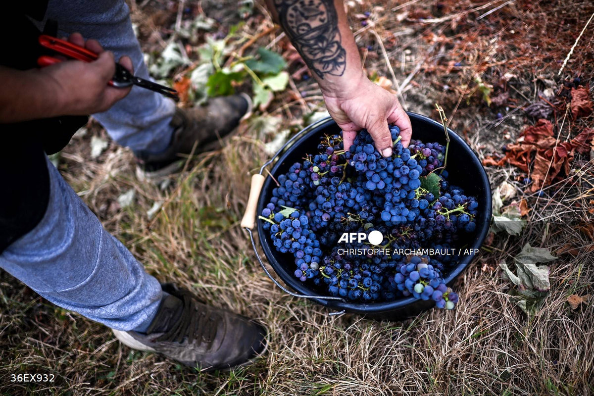Workers drop grapes into a bucket during grape harvest at a vineyard, as part of the production of the Louis Vallon Bordeaux Cremant (sparkling wine) made by the Bordeaux Families group, in Branne, in the south-western Entre-deux-Mers French wine region on August 28, 2024. - AFP