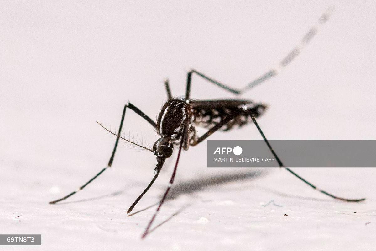 This photograph shows an Asian tiger mosquito (Aedes albopictus) on a house wall in Montreuil, eastern suburbs of Paris, on August 18, 2025. (Photo by Martin LELIEVRE / AFP)