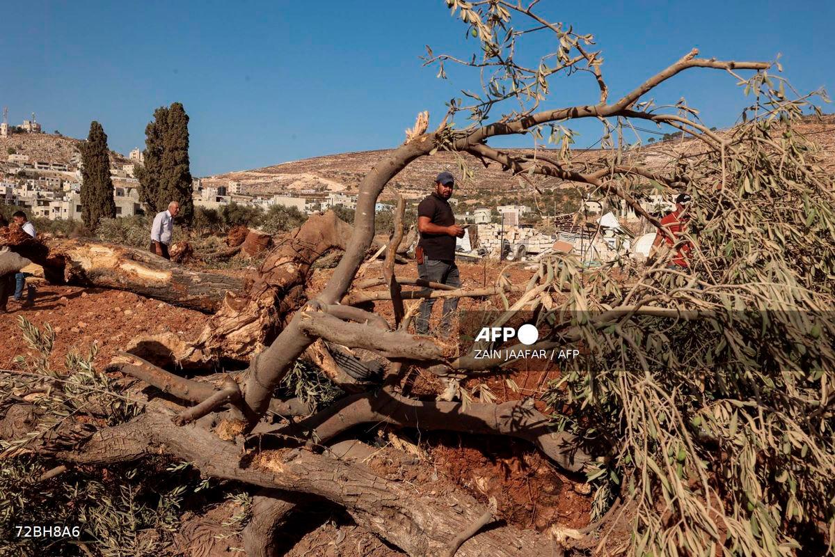 Palestinian men check olive trees reportedly uprooted by Israeli soldiers using a bulldozer in the occupied West Bank village of Al-Mughayyir, north of Ramallah, on August 24, 2025. - AFP