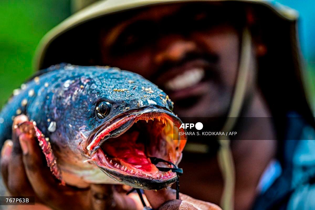 A volunteer opens wide the jaws of a Giant Snakehead fish, caught during a fishing competition at the Deduru Oya reservoir in Kurunegala on September 20, 2025. (Photo by Ishara S. KODIKARA / AFP)