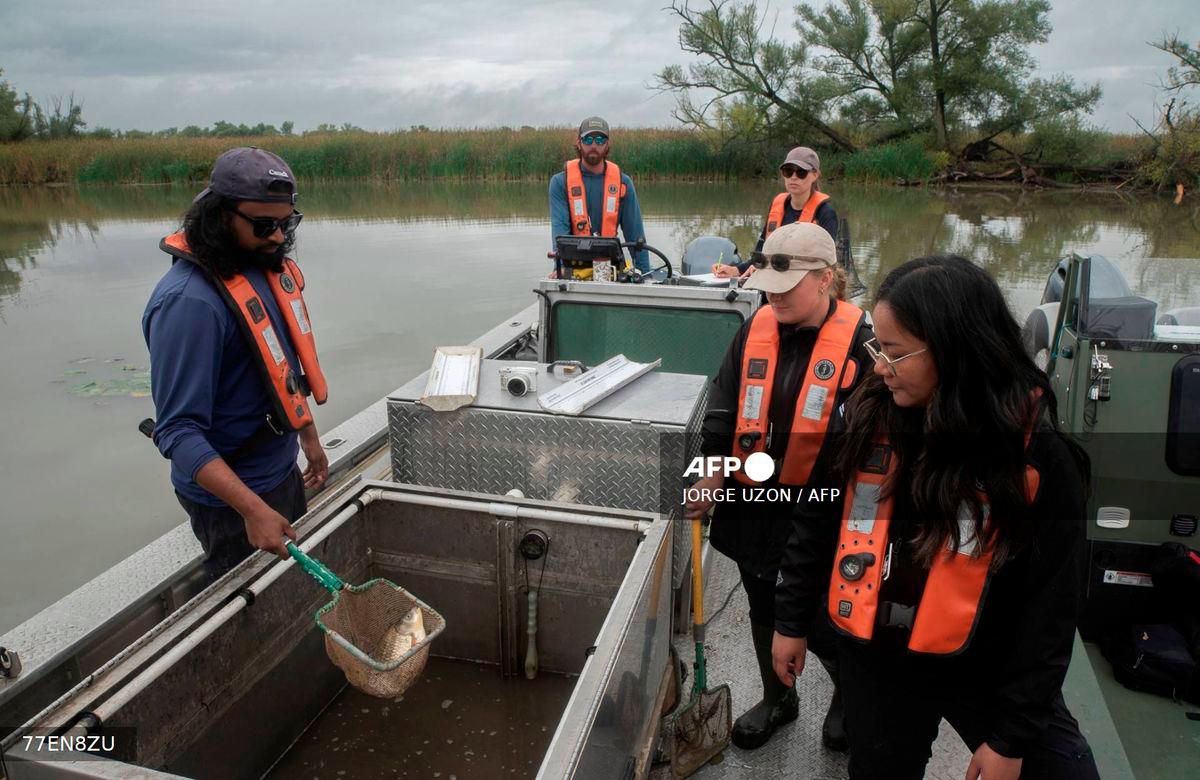 A Fisheries and Oceans Canada (DFO) team member shows a fish, not a Grass Carp, caught with electrofishing before releasing it back into the river during a patrol on the Grand River in Dunnville, Ontario, in search of invasive Grass Carp on September 25, 2025. - AFP