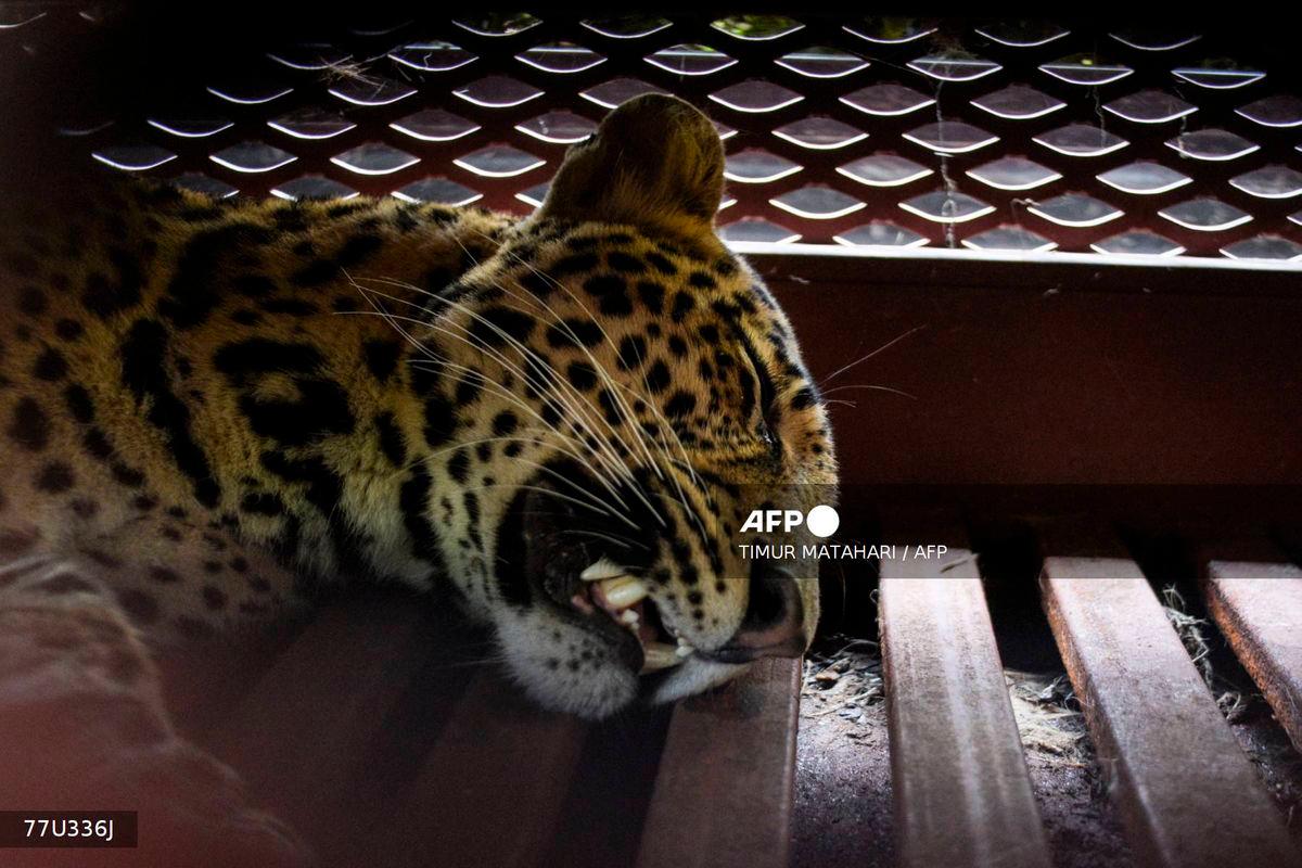 A tranquilized Javan leopard lies inside a cage at a hotel in Bandung, West Java, on October 6, 2025, after wandering into the hotel premises - (Photo by Timur Matahari / AFP)