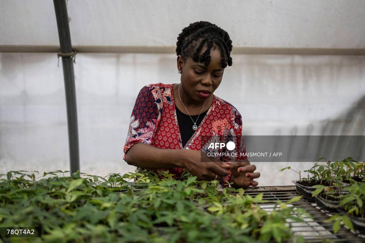 Nigerian agronomist Mercy Diebiru-Ojo. Photo by OLYMPIA DE MAISMONT / AFP.