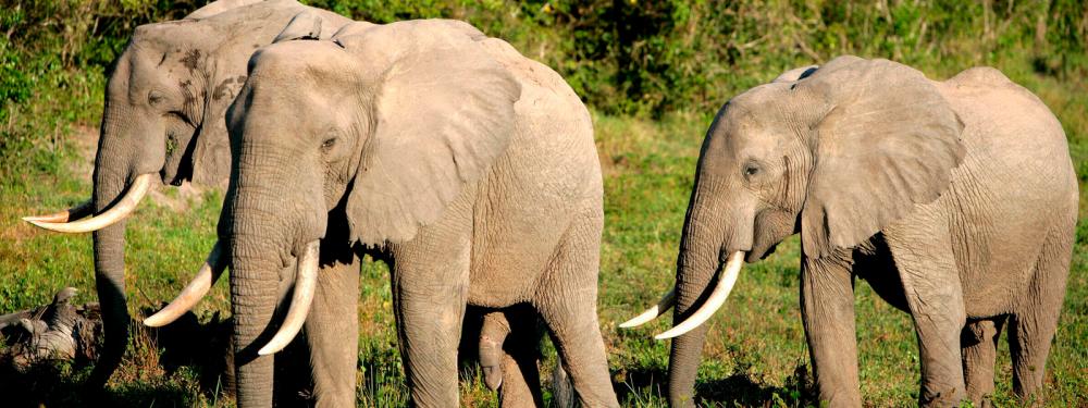 The African Forest Elephant. – Worldwildlife.org