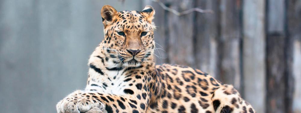 $!The Amur Leopard. – Worldwildlife.org