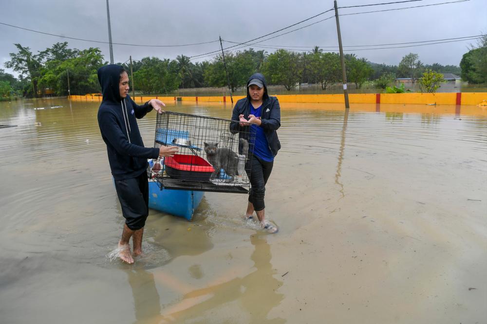 We accept any animal, not only dogs or cats, but livestock such as chickens, geese or ducks rescued from the floods. BERNAMAPix