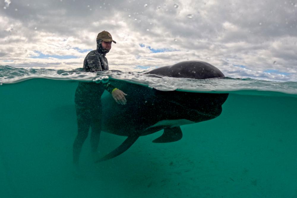 A handout photograph taken and released on July 26, 2023 by the Western Australia Department of Biodiversity, Conservation and Attractions, shows a volunteer helping a pilot whale, with more than 50 whales dying after stranding themselves on Cheynes Beach in Western Australia. Authorities said they were “optimistic” that the other 45 whales in the pod could survive. AFPPIX