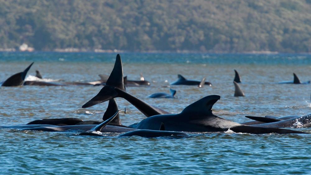 This photograph taken on September 21, 2020 shows a pod of whales stranded on a sandbar in Macquarie Harbour on the rugged west coast of Tasmania. / AFP / POOL / -