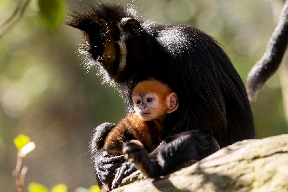 This handout picture taken on Oct 2, 2019 and released by Sydney's Taronga Zoo on Oct 4 shows a newly-born male Francois' Langur, one of the world's rarest monkeys, staying close to his mother at the Taronga Zoo in Sydney. — AFP