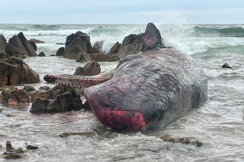This handout photo taken on September 20, 2022 and received on September 21 from the Department of Natural Resources and Environment Tasmania shows the carcass of one of 14 sperm whales beached on King Island, off Tasmania's north coast. - AFPPIX