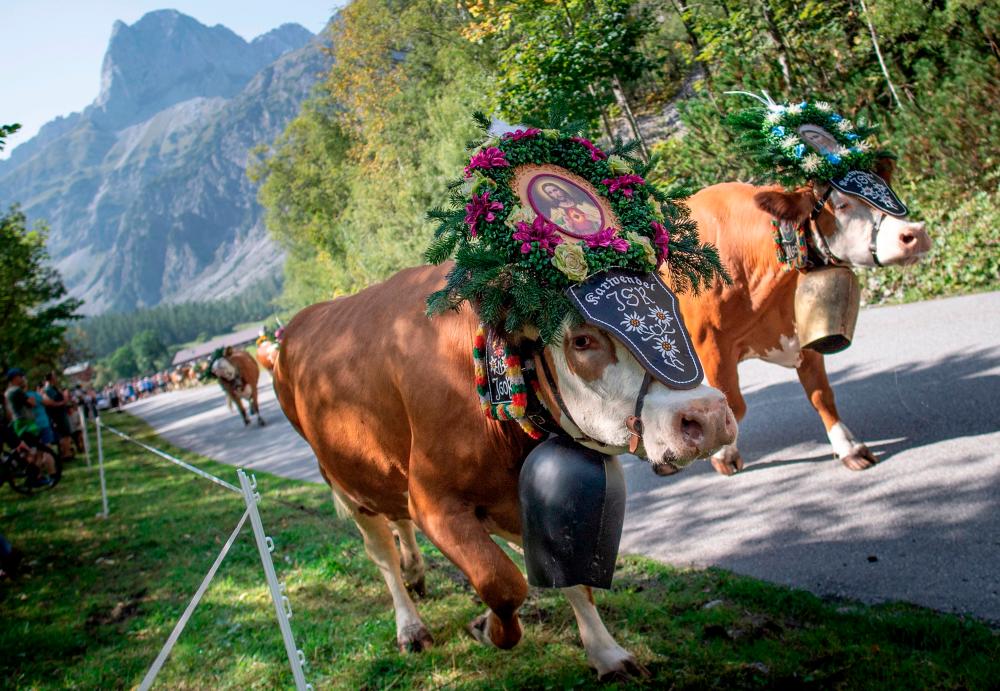 Cows decorated with bells and flowers are leaving their summer pastures during the annual ceremonial so-called ‘Almabtrieb’ (cattle drive), on September 18, 2020 at Gramai-Alm in Tyrol’s Karwendel Alpine nature park near Pertisau, Austria. / AFP / JOE KLAMAR / TO GO WITH AFP STORY by Blaise GAUQUELIN