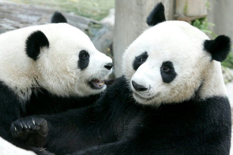 A panda named Chuang Chuang, in Chiang Mai Zoo since October 2003, died Monday after years of living in an enclosure with female Lin Hui. — AFP