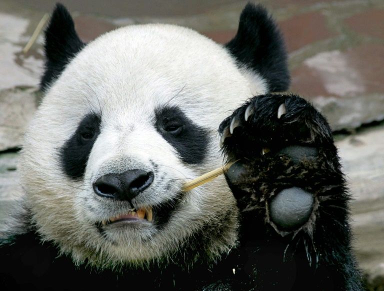 Chuang Chuang, a beloved giant panda on loan to Thailand from China, died in a Chiang Mai zoo aged 19. — AFP
