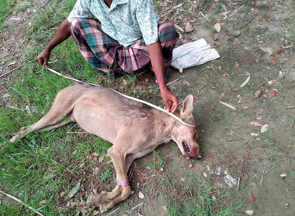 In this handout photo taken on June 9, 2019 and released by the Barguna District Administrator’s Office shows a Bangladeshi man measuring the corpse of an Indian grey wolf, the first to be seen in the region in eight decades, at Taltali town near the Sundarbans mangrove forest. — AFP