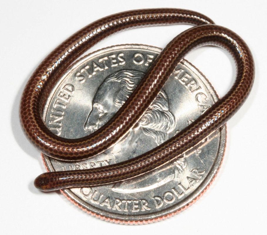 This handout photo obtained on July 25, 2025, courtesy of Re:wild shows a Barbados threadsnake and a quarter in 2006. - AFP PHOTO / Re:wild / BYLINE” - Blair Hedges”