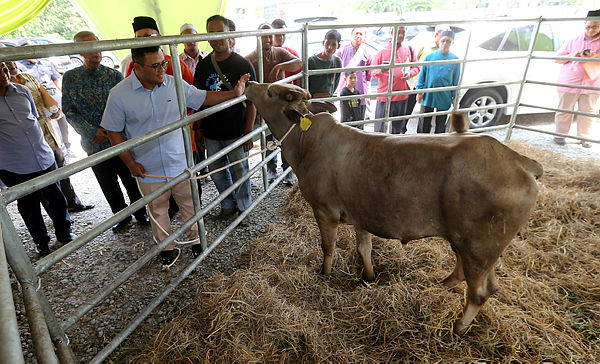 Selangor Mentri Besar Amirudin Shari inspects some cows after handing over 1,200 head of cattle to mosques and surau in the state in conjunction with Hari Raya Aidiladha. — BBXpress