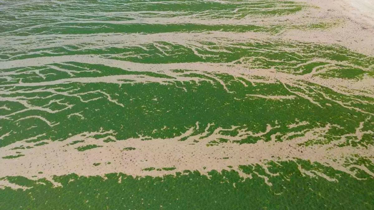 Green algae releases hydrogen sulphide gas as it rots which can prove deadly at high concentrations © Damien MEYER / AFP/File