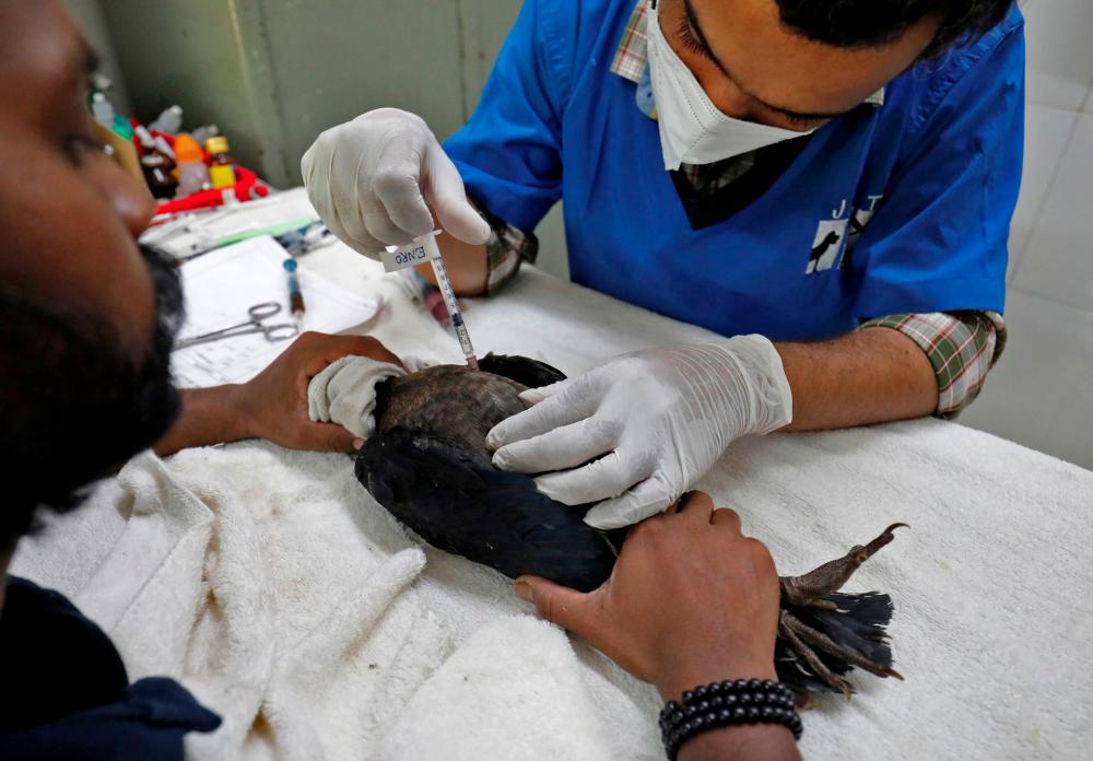 File photo: A vet administers an injection to an eagle after it was dehydrated due to heat at Jivdaya Charitable Trust, a non-governmental rehabilitation centre for birds and animals, during hot weather in Ahmedabad, India, May 11, 2022. REUTERSpix