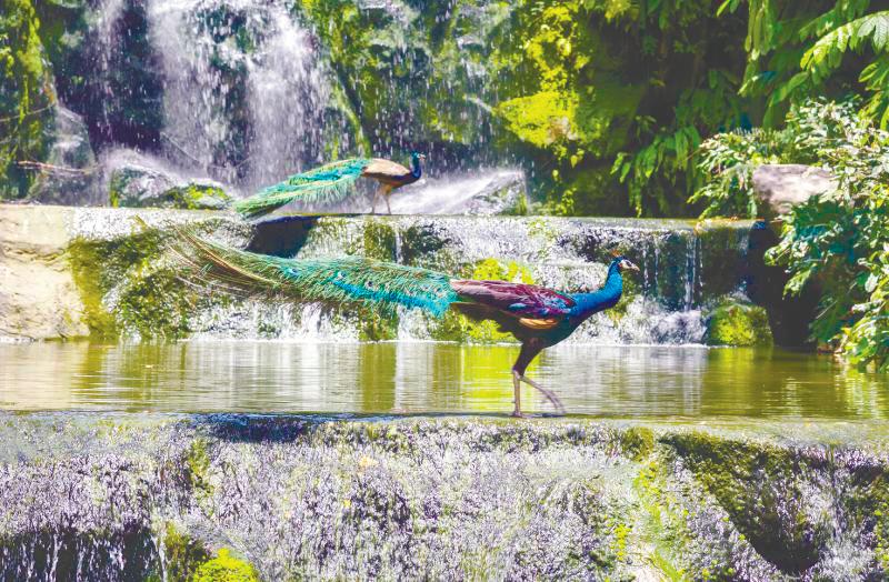 $!KL Bird Park is known as the world’s largest free-flight walk-in aviary. – 123RF