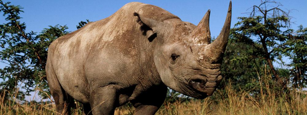 $!The Black Rhino. – Worldwildlife.org