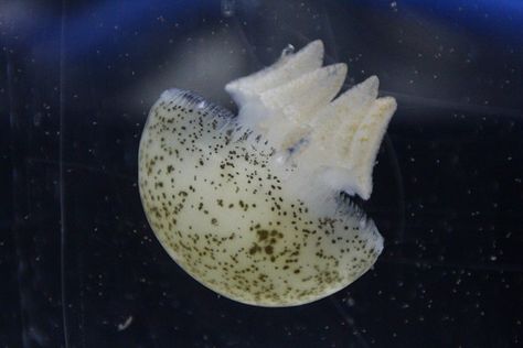 Catostylus townsendi (Blubber jellyfish).