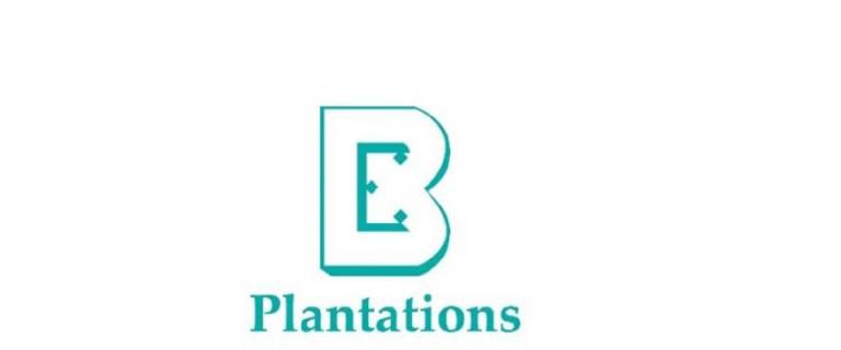 Boustead Plantations shares down 10.8% on Q4 net loss