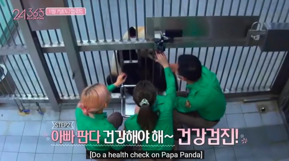 BLACKPINK bashed for endangering health of a baby panda $!BLACKPINK bashed for endangering health of a baby panda