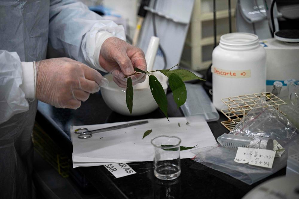 Brazilian molecular biologist Rodrigo Moura Neto separates fruit and flowers from the Trema micrantha blume plant at the Federal University of Rio de Janeiro (UFRJ) in Rio de Janeiro, Brazil, on June 23, 2023. AFPPIX