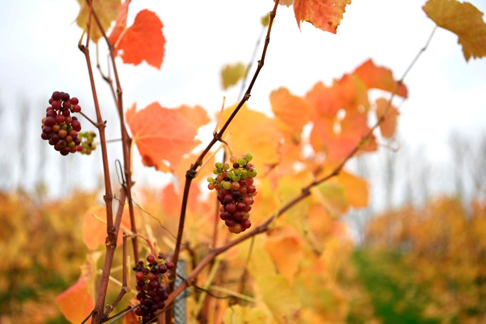 $!Unharvested and unwanted grapes are pictured on vines at Haygrove Evolution’s Sixteen Ridges Winery in Ledbury, west of England, on November 12, 2020. AFP / DANIEL LEAL-OLIVAS