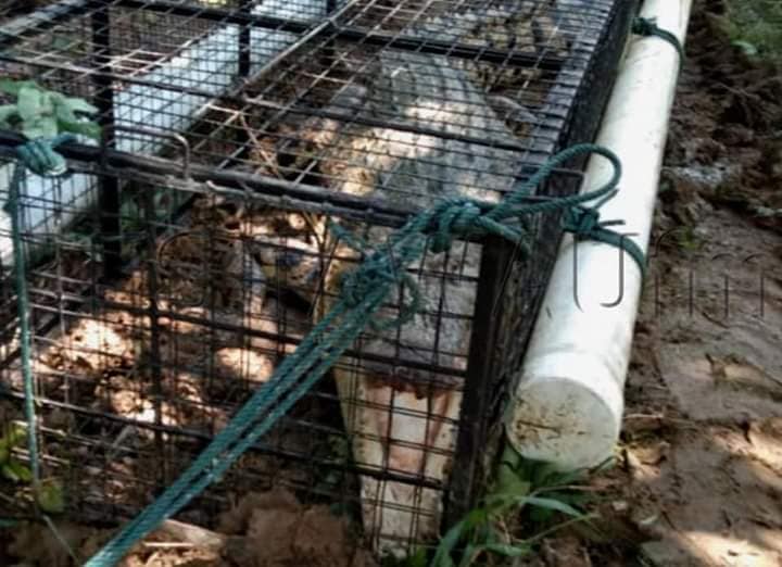 The 300kg crocodile caught by the Wildlife Department (JHL) in Sungai Pang Burung, on July 6, 2019. — Pix courtesy of INFO Bencana Pahang &amp; Luar Pahang