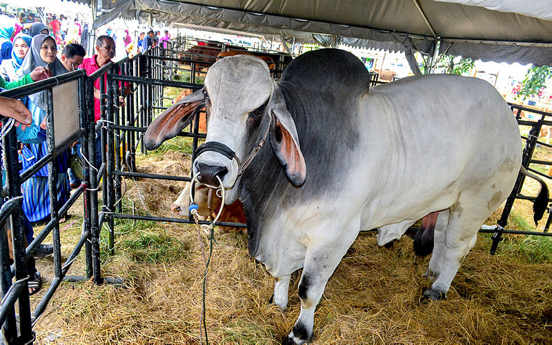 The Gray Brahman bull named ‘Mr Trump’ at the Kelantan Farmers, Livestock Breeders and Fishermen’s Day at Pantai Bisikan Bayu, on Aug 3, 2019. — Bernama