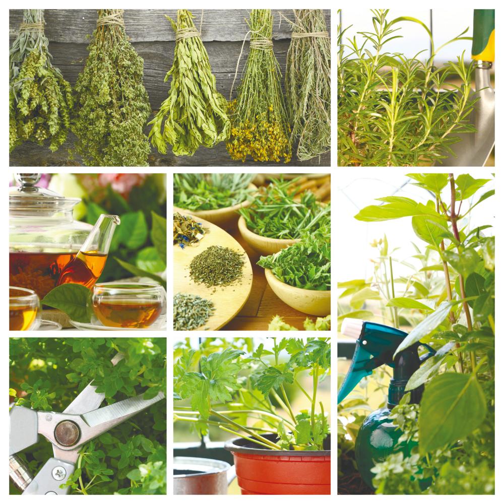 $!Top herbs to grow at home
