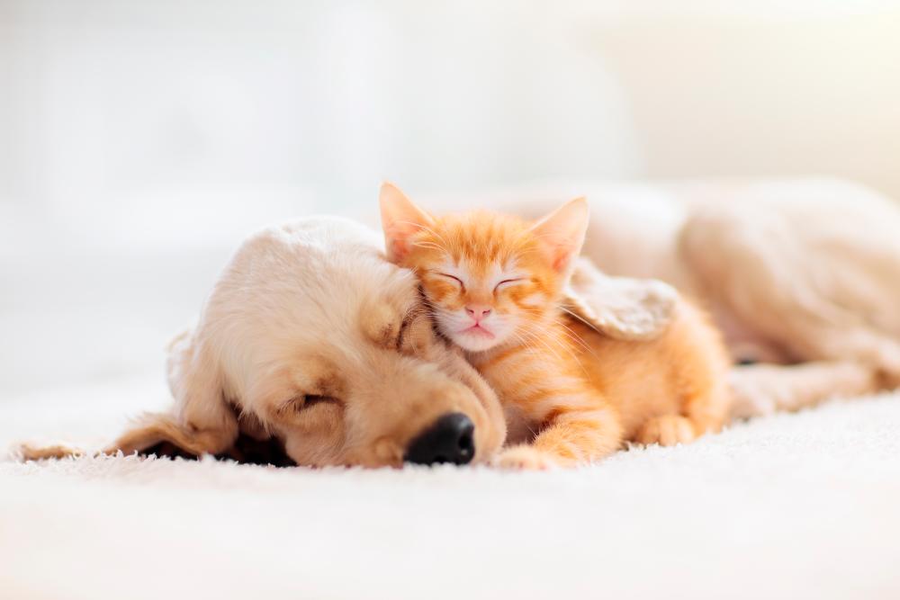 Consider adopting pets from a shelter or an animal-focused organisation. – 123RF