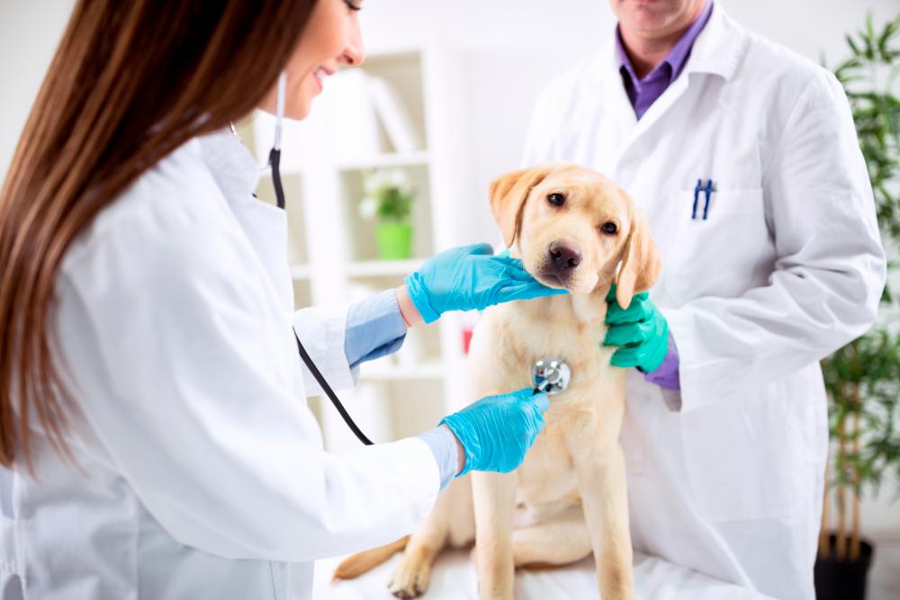$!Find yourself a trusted veterinarian before getting a pet. – 123RF