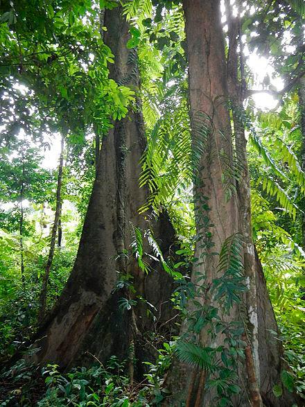 $!Ulu Muda Forest Reserve. – Wikimedia Commons