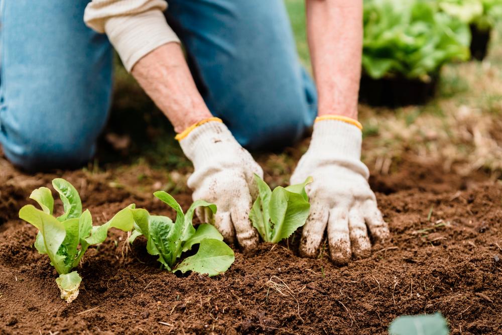 Just a little know-how will soon have you reaping gardening rewards. – PEXELS