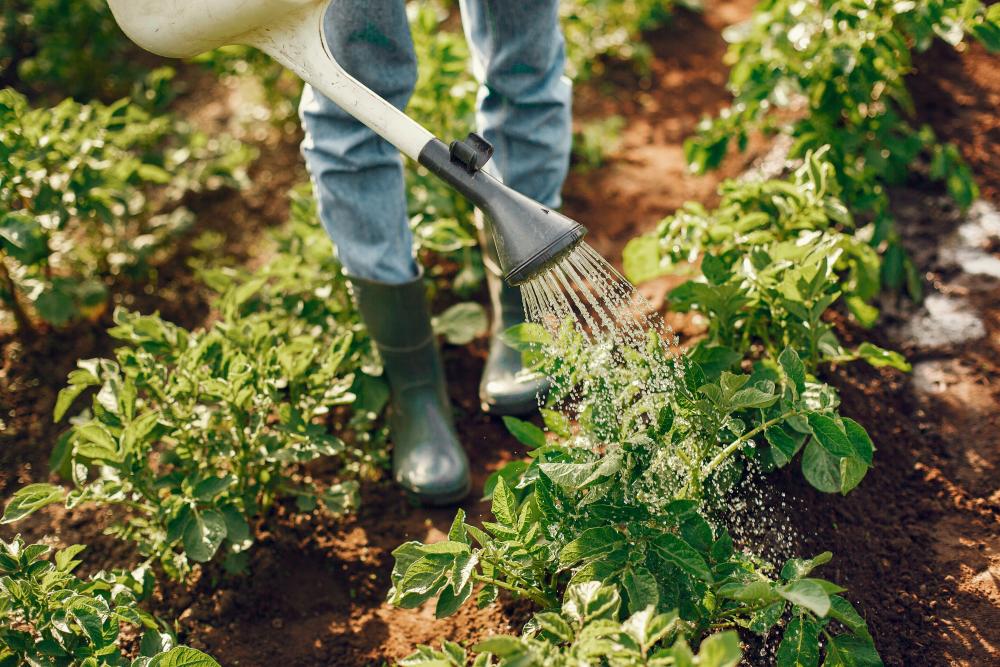 $!Water your vegetables and herbs. – PEXELS