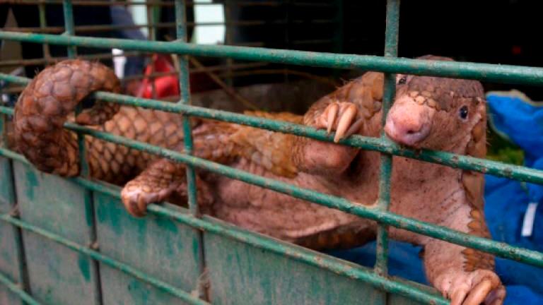 A pangolin is seen in a cage after a recent raid in Pekanbaru, Riau province on Oct 25, 2017. AFPPIX