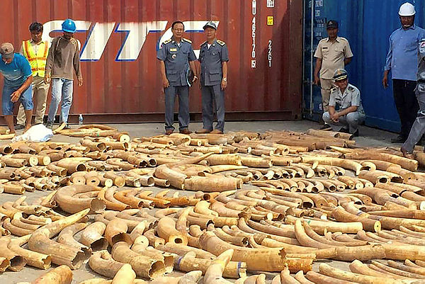 This photo taken on Dec 13, 2018 shows Cambodian Customs and Excise Officials looking at ivory seized from a shipping container at the Phnom Penh port. — AFP